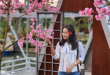 Pesona Bunga Sakura Sambut Kedatangan Wisatawan di Wisata Alam Somber Rajah
